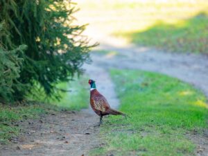 Diss Area Guide for Durrants Estate Agents